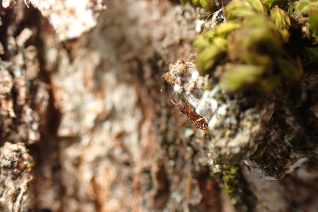 Temnothorax affinis - erdei kéreghangya