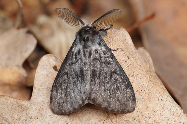 Lymantria monacha - apácalepke