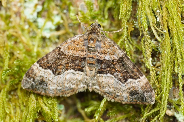 Xanthorhoe biriviata - kétsávos tarkaaraszoló