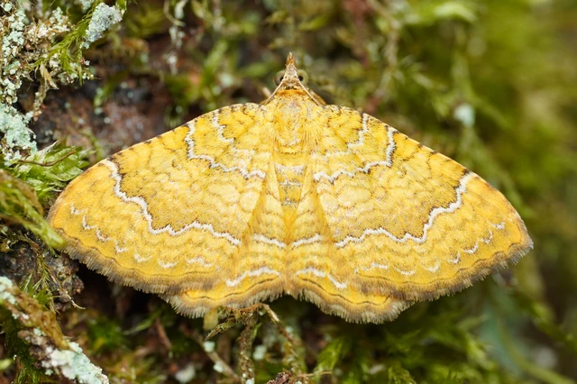 Camptogramma bilineata - kétvonalas sávosaraszoló