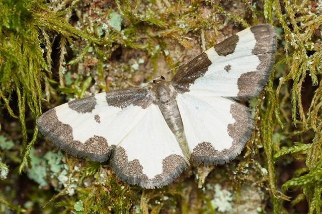 Lomaspilis marginata - szegélyes nyárfaaraszoló