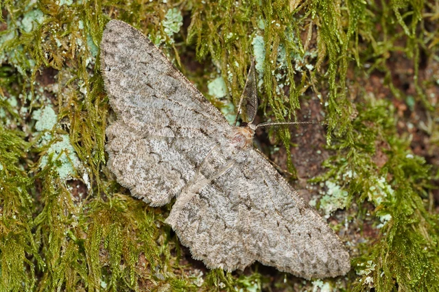 Hypomecis punctinalis - pettyes faaraszoló