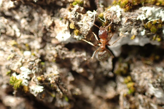 Lasius emarginatus - vöröstorú feketehangya