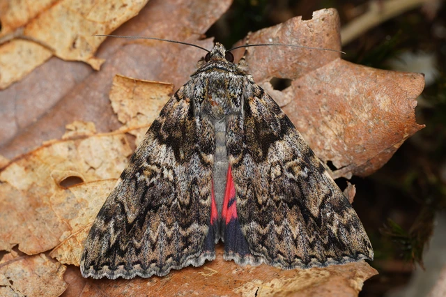 Catocala promissa - kis tölgyfa-övesbagoly