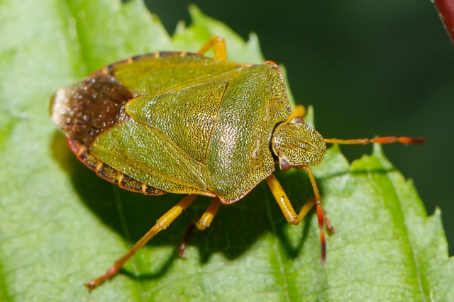 Palomena prasina - zöld bogyómászó-poloska Palomena prasina - zöld bogyómászó-poloska