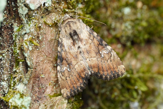 Loscopia scolopacina - csinos dudvabagoly