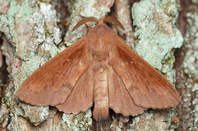 Dendrolimus pini - fenyőpohók