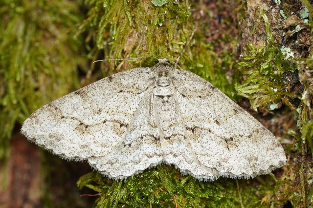 Ectropis crepuscularia - avararaszoló