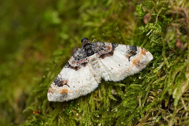 Catarhoe cuculata - csuklyás tarkaaraszoló