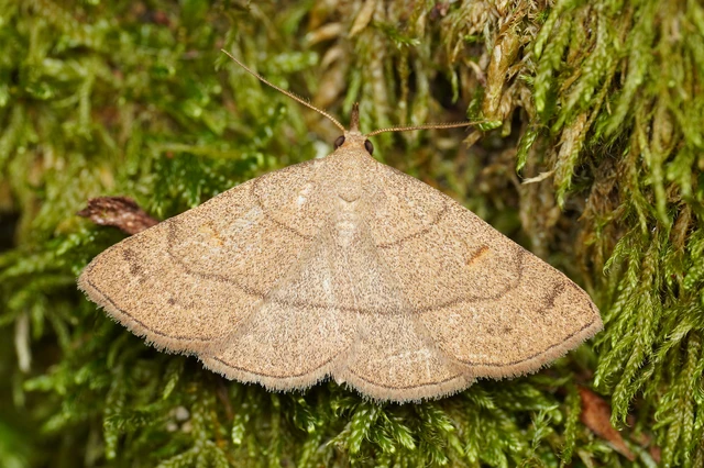 Paracolax tristalis - sárgás karcsúbagoly