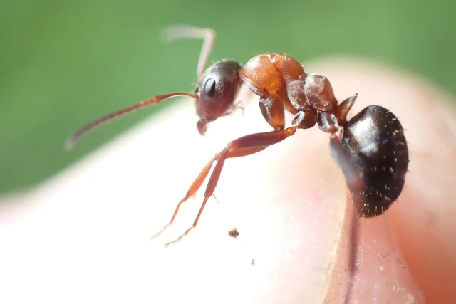 Formica rufibarbis - vörös rabszolgahangya