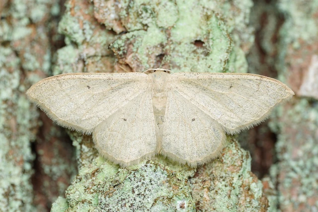 Idaea straminata - szalmasárga sávosaraszoló
