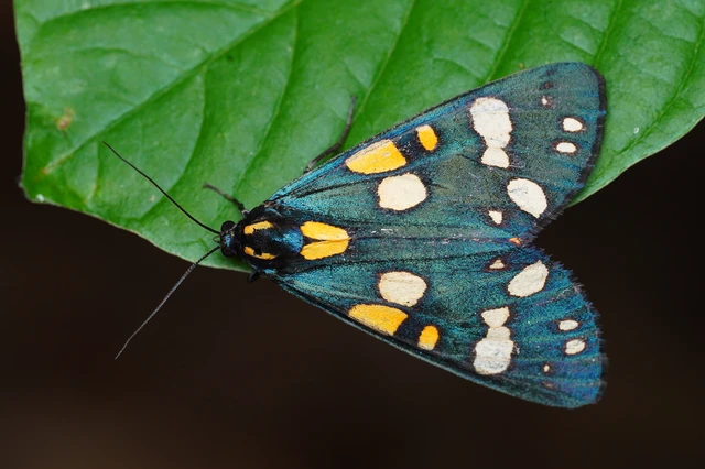Callimorpha dominula - fémes medvelepke
