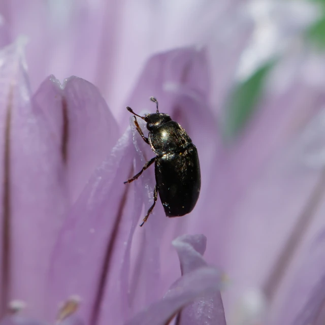 Meligethinae Meligethinae