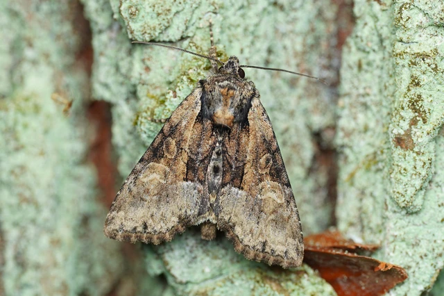 Pabulatrix pabulatricula - tölgyes-dudvabagoly