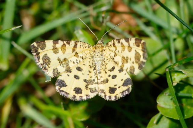 Pseudopanthera macularia - párducfoltos araszoló