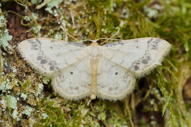 Idaea trigeminata - csúcsfoltos apróaraszoló