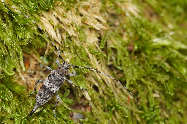 Acanthocinus griseus - szürke daliáscincér