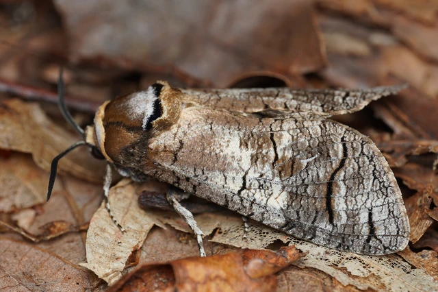 Cossus cossus - fűzfarontólepke