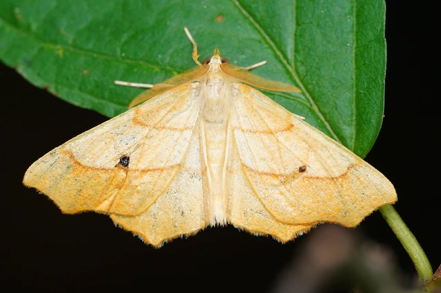 Ennomos quercinaria - tölgyfa-levélaraszoló