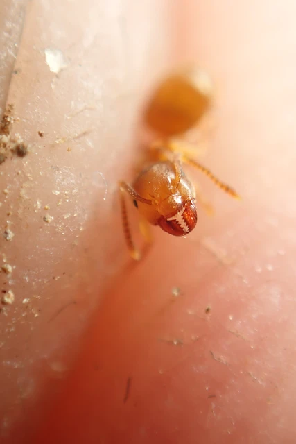 Lasius flavus - gyakori borostyánhangya
