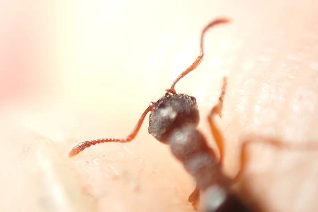 Myrmica schencki - kétszínű bütyköshangya