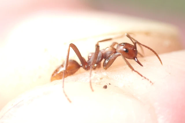 Polyergus rufescens - amazonhangya
