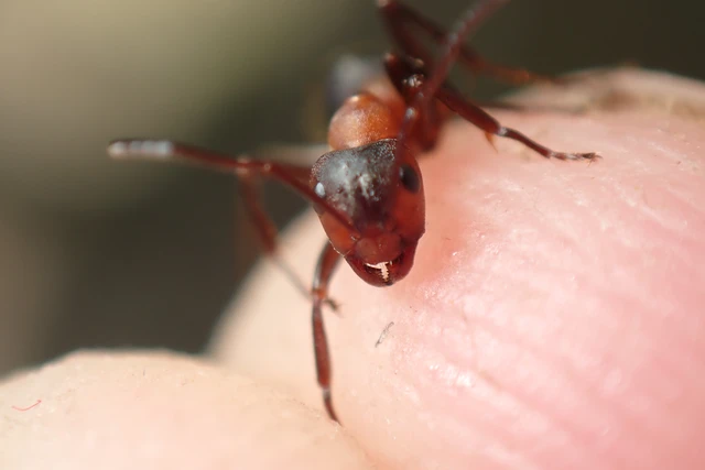 Formica sanguinea - vérvörös rablóhangya