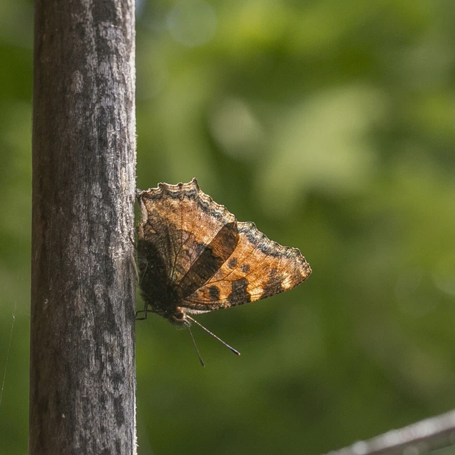Nymphalis polychloros - nagy rókalepke