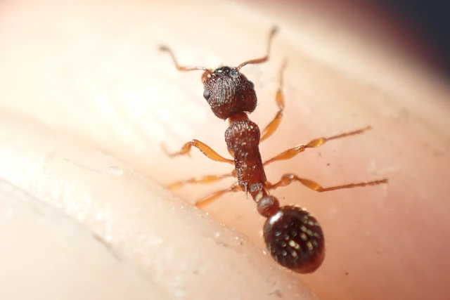 Myrmica scabrinodis - réti bütyköshangya