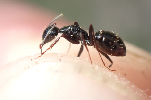 Camponotus aethiops - szőrös lóhangya