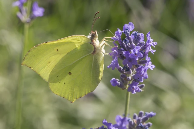 Gonepteryx rhamni - citromlepke