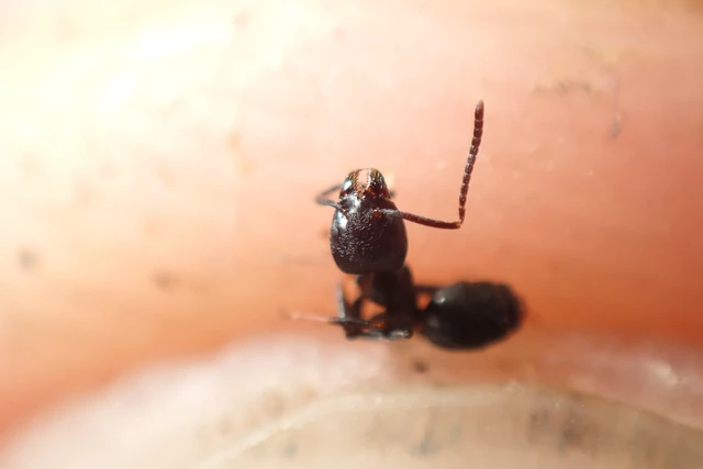 Tapinoma erraticum - kóborhangya
