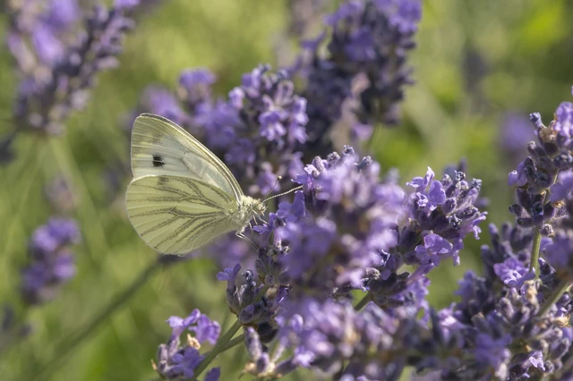 Pieris napi - repcelepke