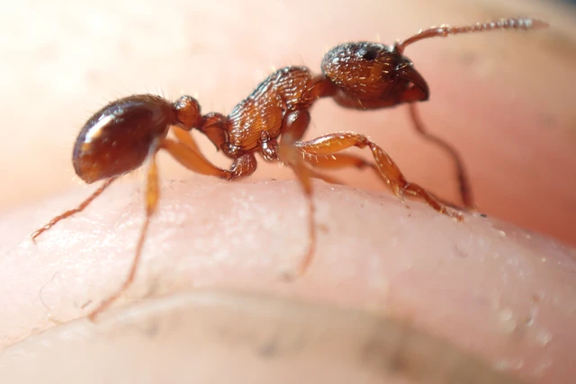 Myrmica schencki - kétszínű bütyköshangya