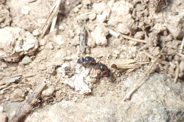 Tetramorium