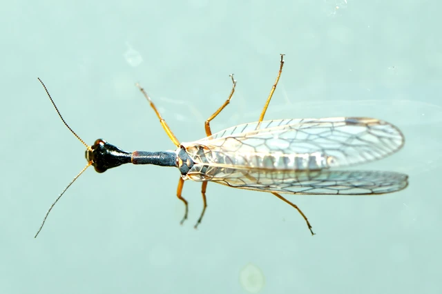 Raphidioptera - Tevenyakú-fátyolkák