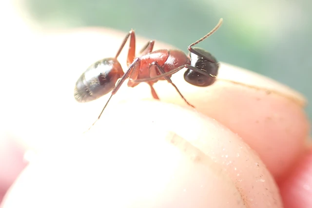 Camponotus ligniperda - faodvasító lóhangya