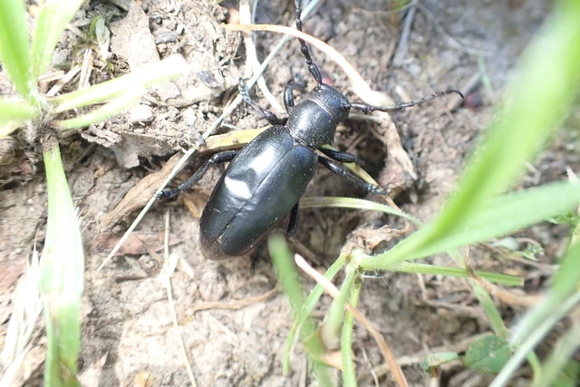 Dorcadion aethiops - fekete gyalogcincér Dorcadion aethiops - fekete gyalogcincér