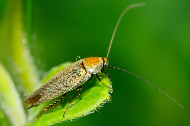 Blattodea - Csótányok Blattodea - Csótányok