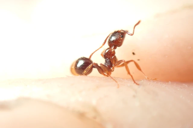 Aphaenogaster subterranea - vörös karcsúhangya