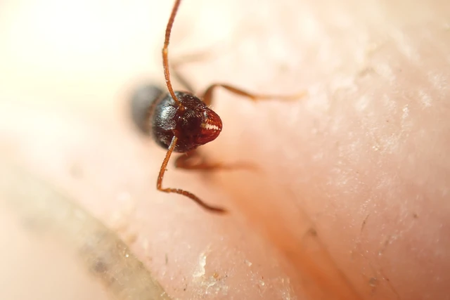 Lasius platythorax - erdei feketehangya
