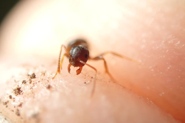 Lasius alienus - kövi feketehangya