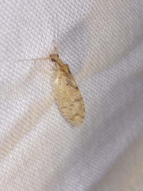 Hemerobius