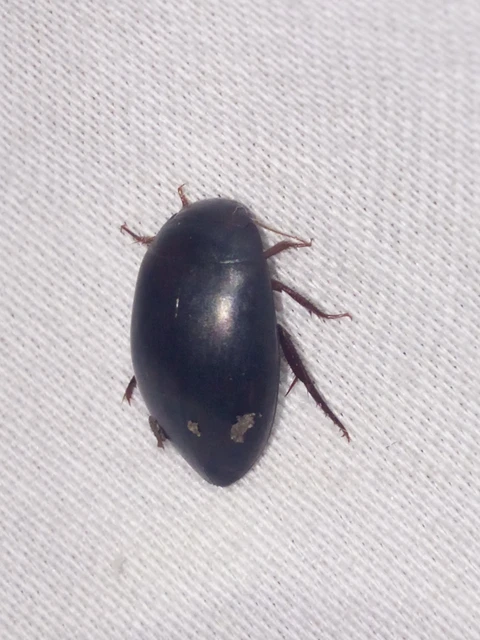 Dytiscidae - csíkbogárfélék