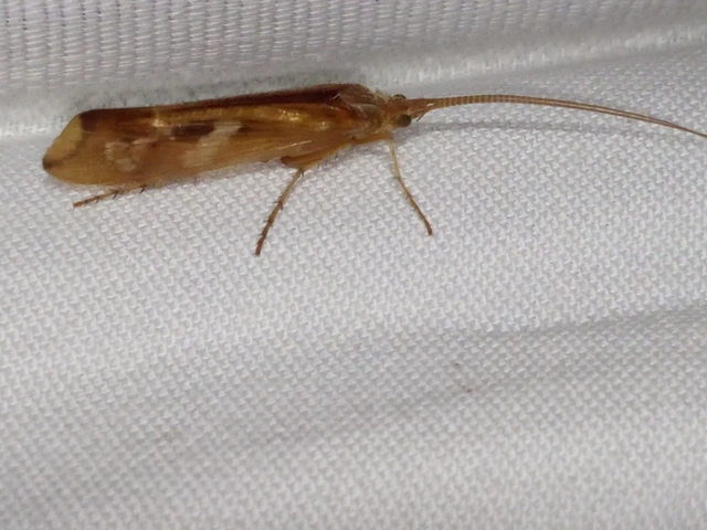 Trichoptera - Tegzesek