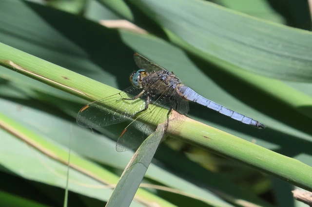 Orthetrum coerulescens - karcsú pásztorszitakötő