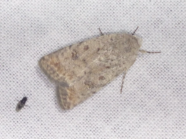 Paradrina clavipalpis - közönséges selymesbagoly