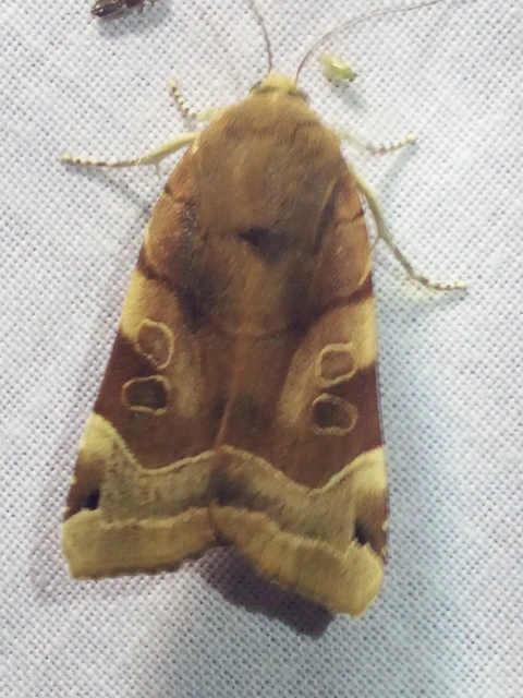 Noctua fimbriata - szélessávú sárgafűbagoly