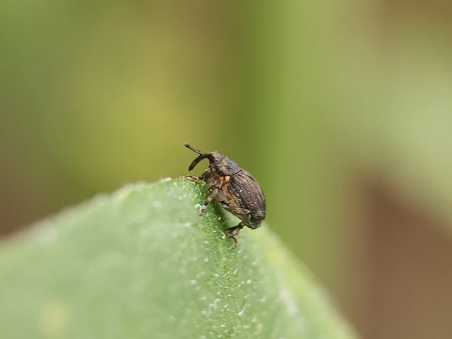 Stenocarus ruficornis - mákgyökérormányos
